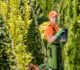 What is Tree Pruning, Tree Trimming and Tree Hedging? Which One Do You Need?