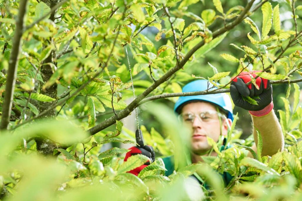 Tree cutter pruning of tree