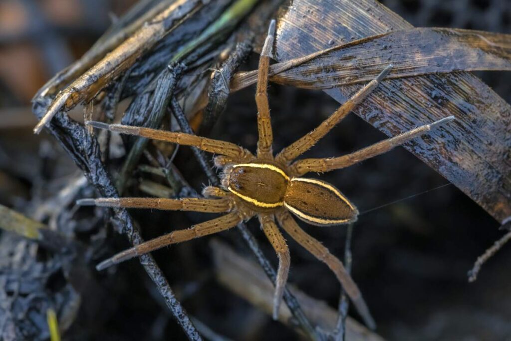 Great raft spider or fen raft spider (Dolomedes plantarius) is a European species of spider in the Pisauridae family.