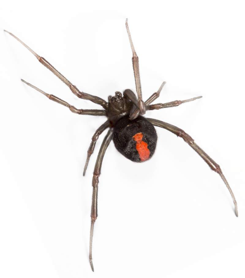 top view closeup of red back spider