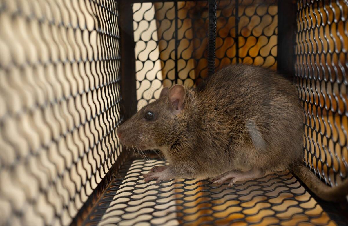 A rat confined in an iron cage, depicting a rat control concept.